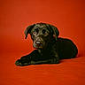 black_dog, puppy, lying_down, red_background, pet, cute, animal, young_dog, studio_photo, portrait, fur, ears, nose, whiskers, alert, domestic_animal, mammal, playful, adorable, looking_up