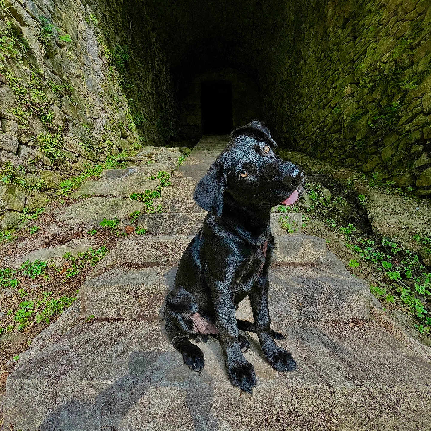 Athos participe au concours pour gagner de l'argent avec cette photo : dog, puppy, black_dog, stairs, stone_steps, tunnel, dark, greenery, moss, outdoor, nature, curious, playful, animal, pet, sitting, head_tilt, stone_wall, pathway, daylight