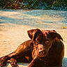 dog, brown_dog, lying_down, outdoor, concrete, sunlight, moss, wall, pet, animal, canine, relaxed, daylight, curious, paws, fur, texture, nature, shadow, quiet
