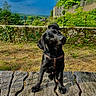 Athos participe au concours pour gagner de l'argent avec cette photo : dog, puppy, black_dog, wooden_bench, outdoor, grass, greenery, trees, blue_sky, fence, curious, pet, animal, nature, sunlight, daytime, playful, park, young_dog, canine