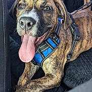 Marlo is registered to the contest to win money with this photo: animal, blue_harness, brindle, canine, car_interior, close_up, dog, domestic_animal, fur, happy, leash, paw, pet, puppy, seat_cover, sitting, smiling, tongue_out, vehicle, young_dog