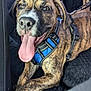 animal, blue_harness, brindle, canine, car_interior, close_up, dog, domestic_animal, fur, happy, leash, paw, pet, puppy, seat_cover, sitting, smiling, tongue_out, vehicle, young_dog