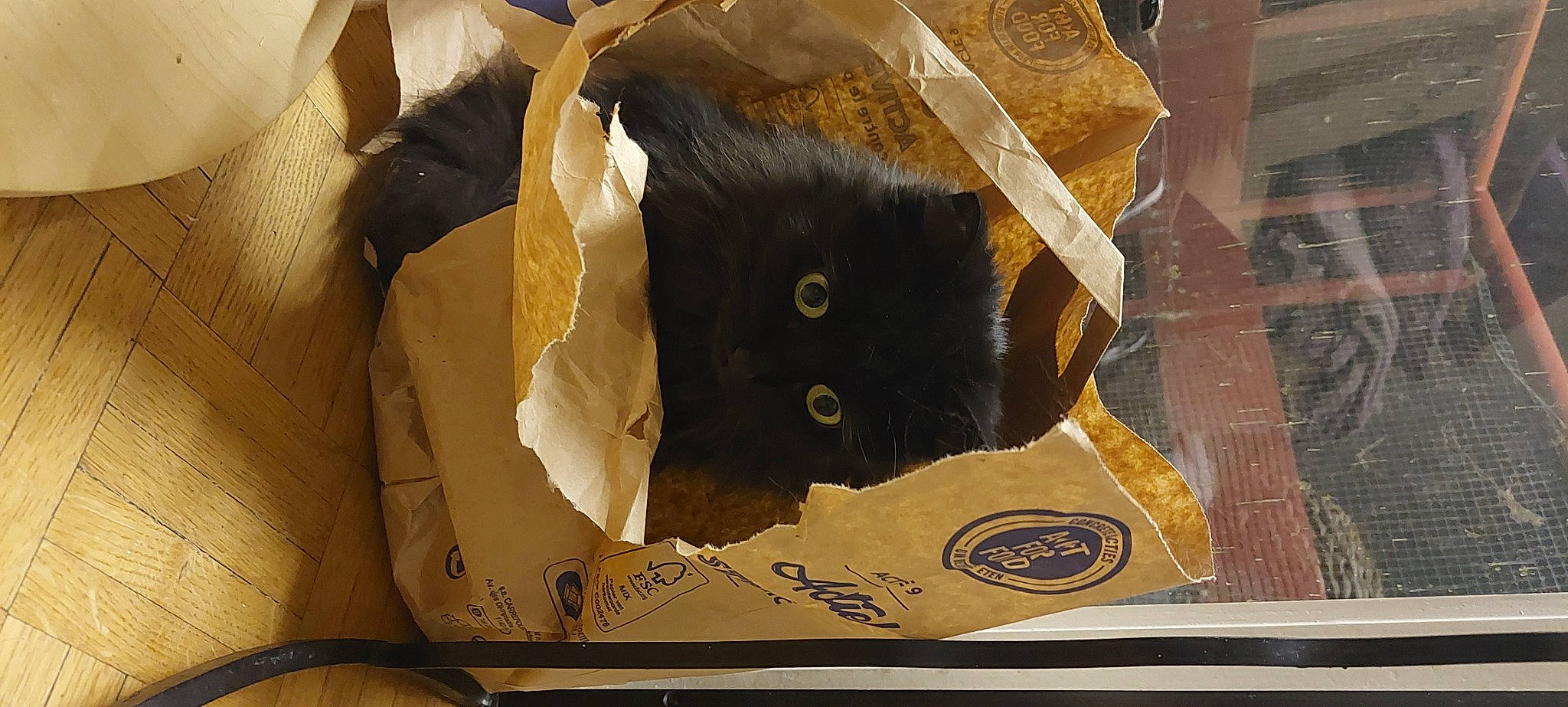 Isis participe au concours pour gagner de l'argent avec cette photo : bag, bombay, box, brown, cardboard, carnivore, carton, cat, domestic_short_haired_cat, felidae, fur, packaging_and_labeling, packing_materials, paper, paper_bag, paper_product, room, shipping_box, small_to_medium_sized_cats, whiskers