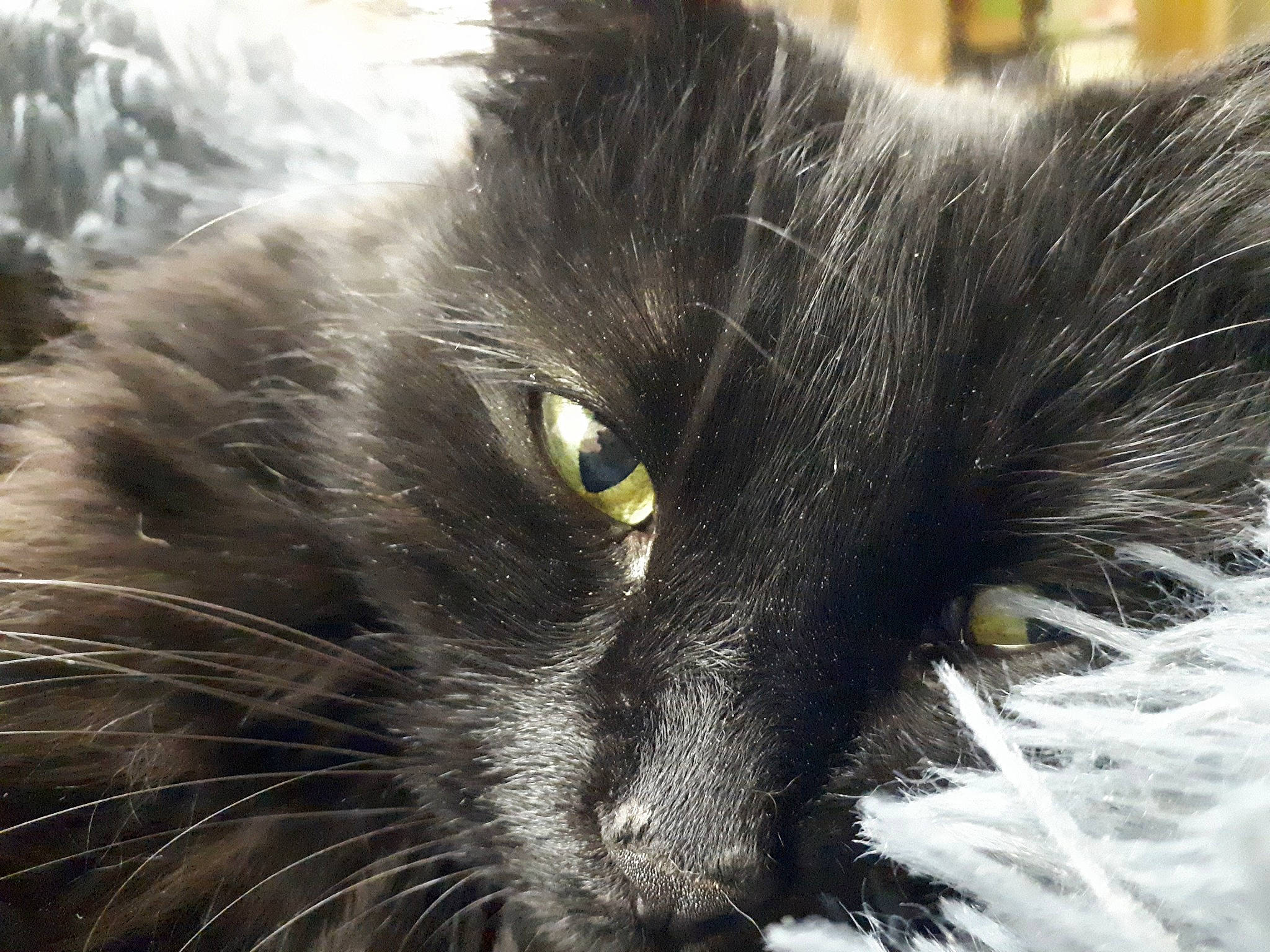 Isis participe au concours pour gagner de l'argent avec cette photo : black_cat, carnivore, cat, claw, domestic_short_haired_cat, eye, felidae, fur, grey, iris, monochrome_photography, small_to_medium_sized_cats, snout, tail, terrestrial_animal, whiskers, wildlife