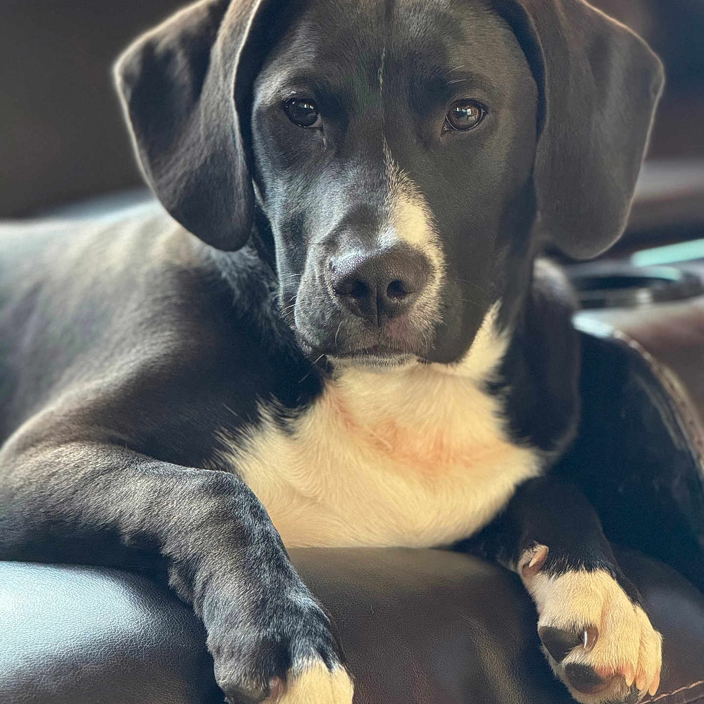 Milo is registered to the contest to win money with this photo: dog, black_and_white, lounge, sofa, paw, relaxed, indoor, pet, canine, closeup, fur, portrait, resting, animal, cute, companion, cozy, domestic, mammal, friendly
