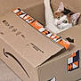 cat, calico, cardboard_box, amazon_box, pet, animal, indoor, curious, paw, green_eyes, alert, cozy, playful, feline, box_tape, container, floor, cute, domestic_animal, wide_eyes