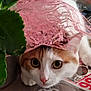 Gaya participe au concours pour gagner de l'argent avec cette photo : cat, pet, animal, lace, pink, curious, face, eyes, nose, plant, leaf, table, printed_material, indoor, closeup, cute, white, orange, fur, portrait