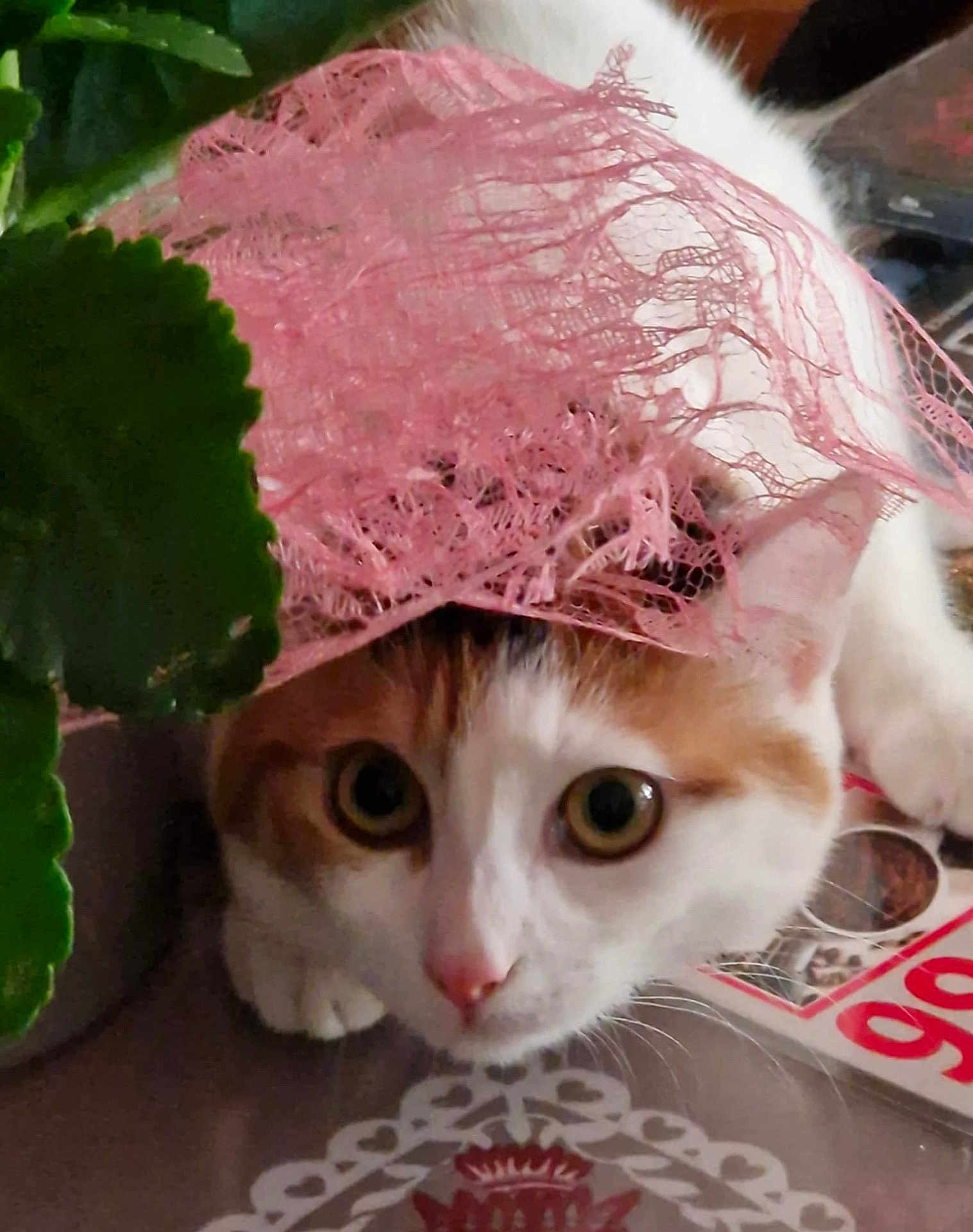 Gaya a rejoint le concours — aidez-le/la à gagner de superbes lots ! cat, pet, animal, lace, pink, curious, face, eyes, nose, plant, leaf, table, printed_material, indoor, closeup, cute, white, orange, fur, portrait