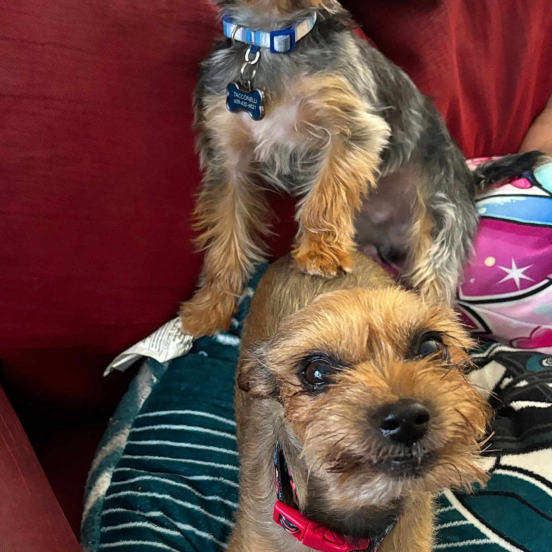Keno Bingo joined the competition — help win amazing prizes! alert, animal, black_fur, blanket, brown_fur, collar, companion, couch, cute, dog, ears, face, fur, indoor, paw, pet, playful, sitting, small_dog, tag