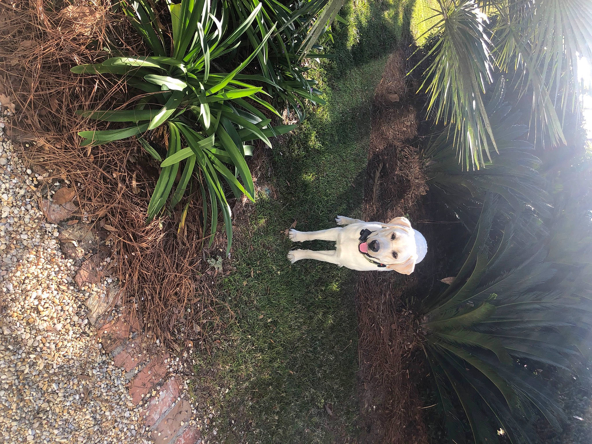 Cotton joined the competition — help win amazing prizes! arecales, botany, garden, grass, grass_family, groundcover, herb, jungle, landscape, leaf, palm_tree, people_in_nature, plant, shadow, shrub, soil, subshrub, terrestrial_plant, toy, tree