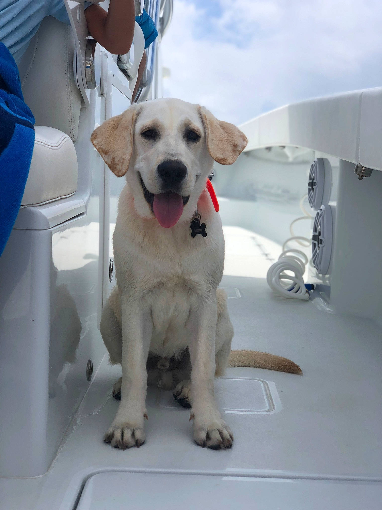 Cotton is registered to the contest to win money with this photo: automotive_exterior, carnivore, chair, cloud, collar, companion_dog, dog, dog_breed, dog_collar, fawn, gas, gun_dog, motor_vehicle, pet_supply, retriever, sky, sporting_group, vehicle, vehicle_door, white