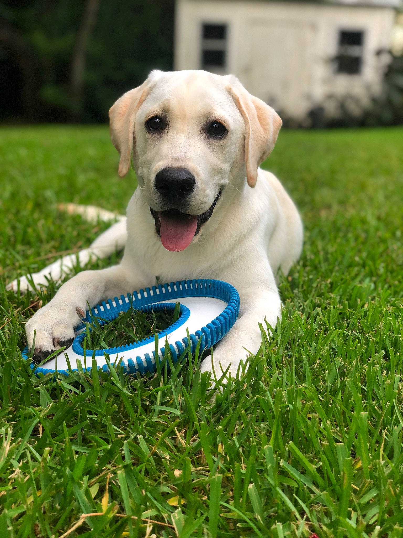Cotton joined the competition — help win amazing prizes! ball, canidae, carnivore, circle, companion_dog, dog, dog_breed, grass, grassland, happy, lawn, leisure, paw, people_in_nature, plant, sporting_group, tail, tree, water, yard