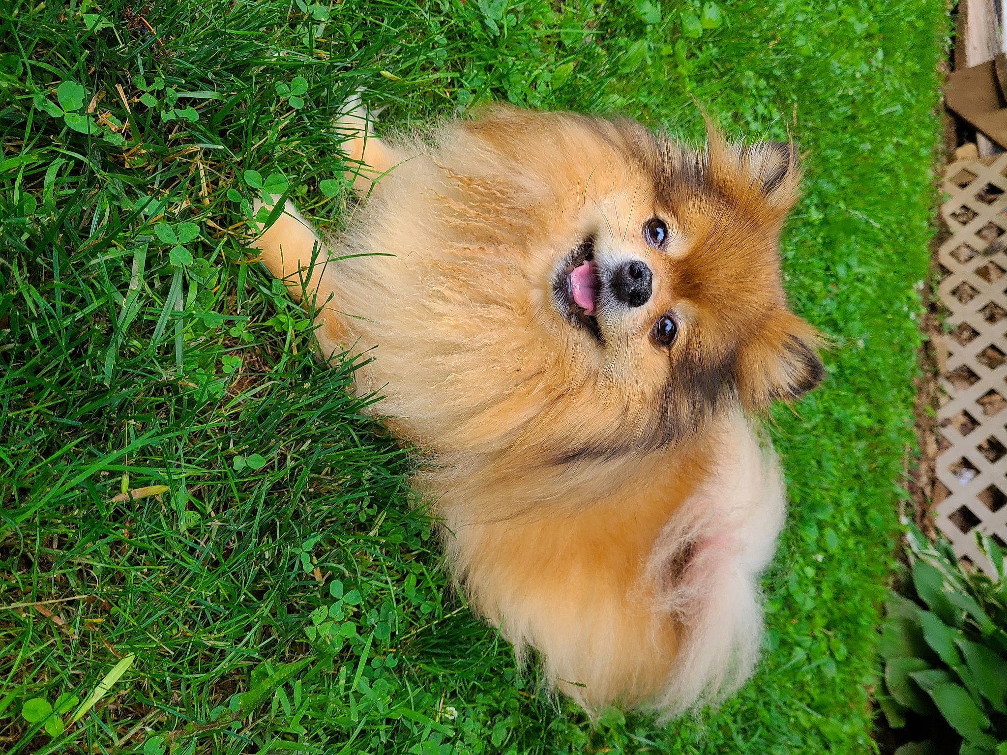 Chloe joined the competition — help win amazing prizes! canidae, carnivore, companion_dog, dog, dog_breed, fawn, fur, german_spitz, german_spitz_klein, german_spitz_mittel, grass, plant, pomeranian, snout, spitz, sporting_group, toy_dog, volpino_italiano, whiskers, working_animal