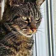 Jackson Junior a rejoint le concours — aidez-le/la à gagner de superbes lots ! animal, calm, cat, close_up, contemplative, ears, eyes, feline, fur, house, indoor, looking_out, mammal, natural_light, pet, portrait, soft_light, tabby_cat, whiskers, window