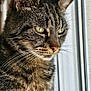 animal, calm, cat, close_up, contemplative, ears, eyes, feline, fur, house, indoor, looking_out, mammal, natural_light, pet, portrait, soft_light, tabby_cat, whiskers, window