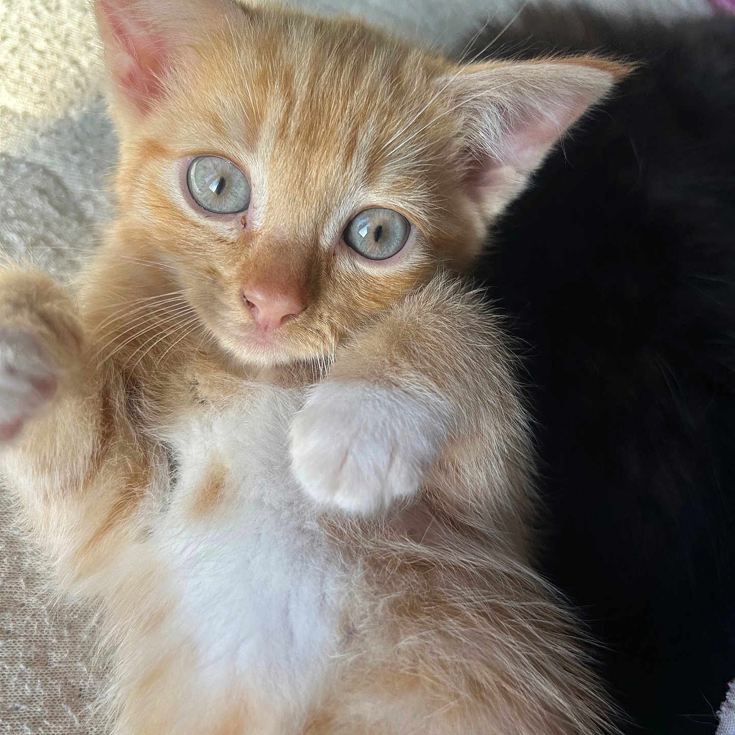 Pumpkin is registered to the contest to win money with this photo: abyssinian, animal, cat, kitten, manx, pet, siamese
