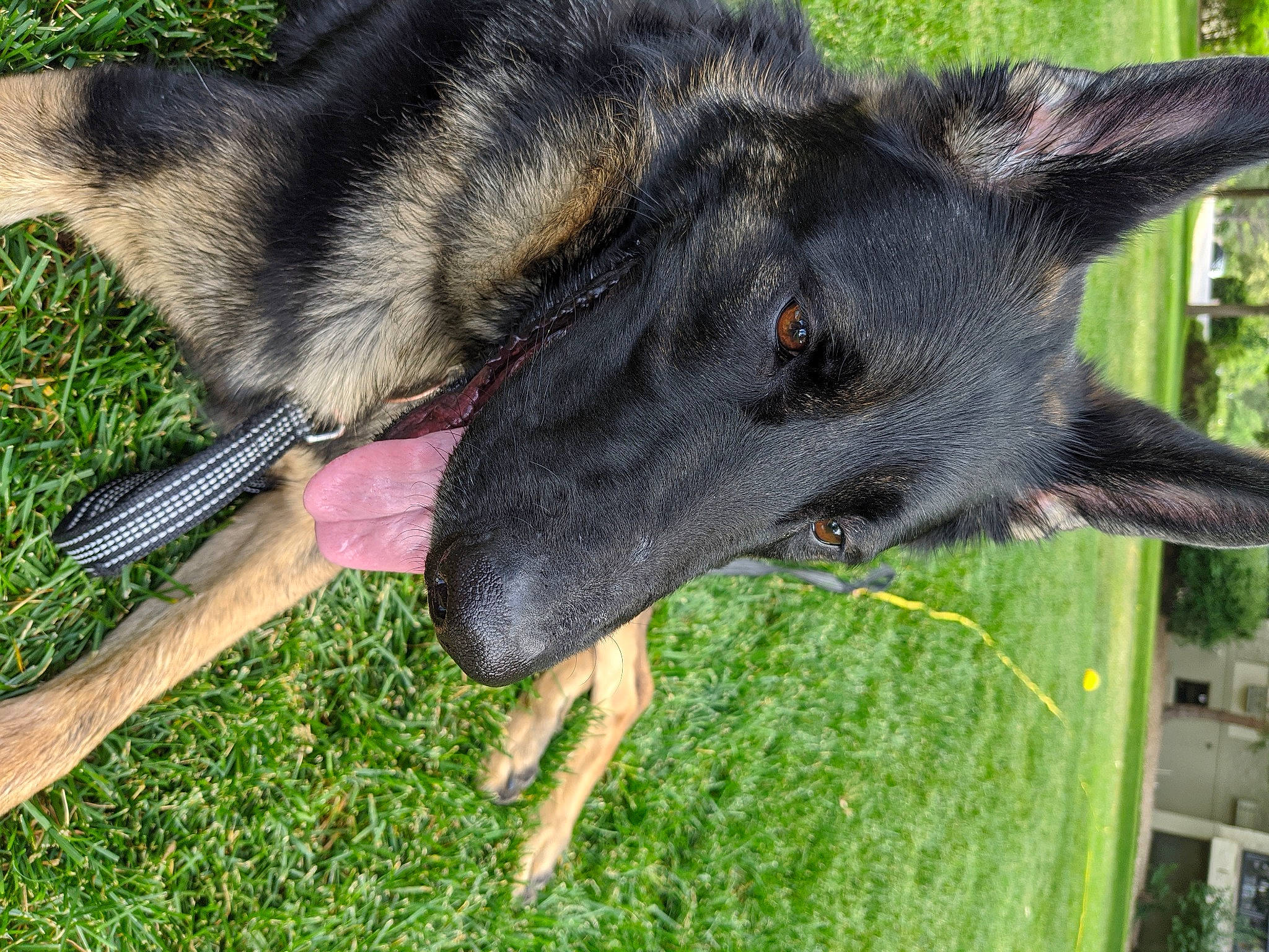 Chaos is registered to the contest to win money with this photo: canidae, canis, carnivore, dog, dog_breed, grass, king_shepherd, old_german_shepherd_dog, plant, snout, sporting_group, terrestrial_animal, terrestrial_plant, working_animal, working_dog