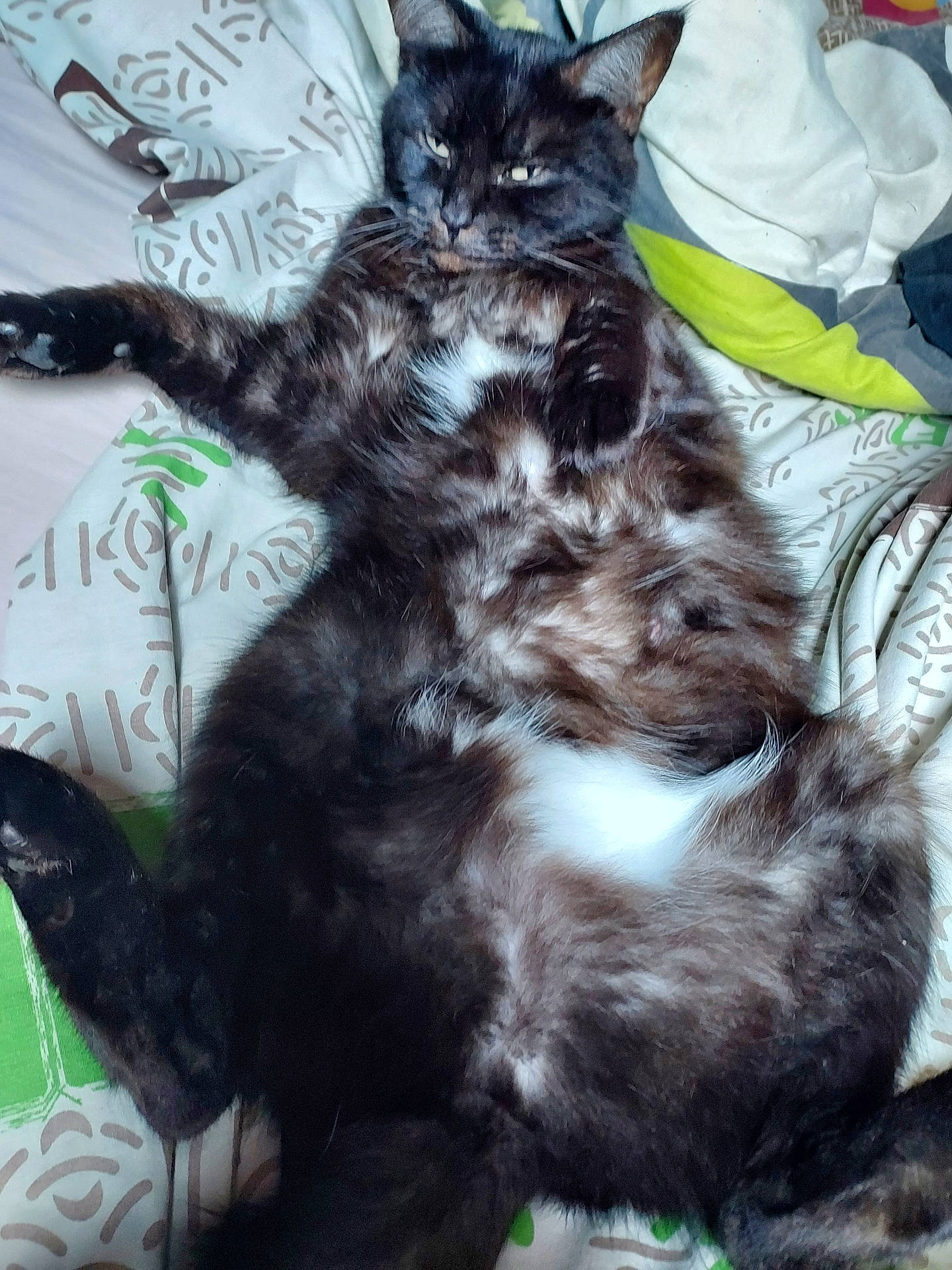 Isis a rejoint le concours — aidez-le/la à gagner de superbes lots ! animal, architecture, bed, bedroom, blanket, building, cat, chair, couch, cushion, furniture, homedecor, indoors, kitten, manx, person, pet, quilt, room, sleeping