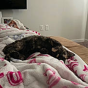 Brookie Isabella joined the competition — help win amazing prizes! cat, black_cat, pet, feline, lying_down, sleeping, relaxed, bed, blanket, bedroom, cozy, home, indoor, furry, fluffy, animal, portrait, resting, brown_bedding, television