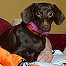 dog, dachshund, pet, indoor, collar, brown_dog, couch, blanket, cozy, animal, cute, small_dog, ears, looking, sitting, domestic_animal, furry, companion, relaxed, curious