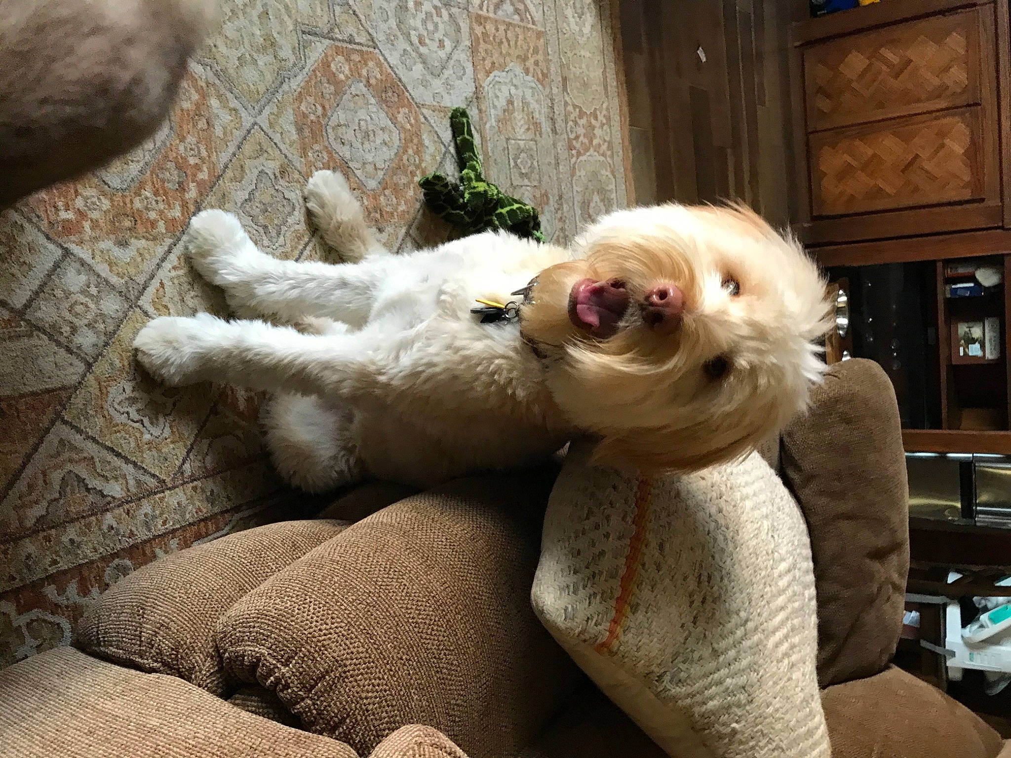 Komett joined the competition — help win amazing prizes! bichon, canidae, carnivore, companion_dog, dog, dog_breed, fur, maltese, non_sporting_group, nose, puppy, puppy_love, sporting_group, toy_dog