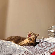 Isoka participe au concours pour gagner de l'argent avec cette photo : cat, yawning, blanket, bed, indoor, cozy, sunlight, fan, feline, relaxing, animal, pet, fur, resting, mouth_open, comfortable, home, lazy, sleepy, patterned
