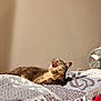 cat, yawning, blanket, bed, indoor, cozy, sunlight, fan, feline, relaxing, animal, pet, fur, resting, mouth_open, comfortable, home, lazy, sleepy, patterned