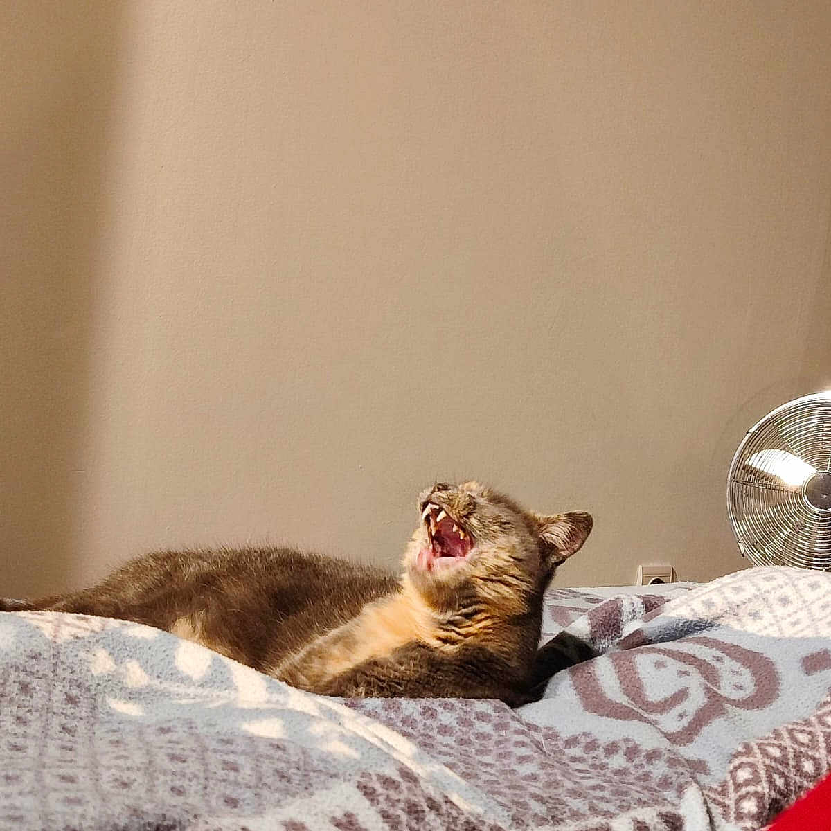 Isoka participe au concours pour gagner de l'argent avec cette photo : animal, bed, blanket, cat, comfortable, cozy, fan, feline, fur, home, indoor, lazy, mouth_open, patterned, pet, relaxing, resting, sleepy, sunlight, yawning