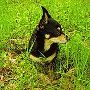Cachou participe au concours pour gagner de l'argent avec cette photo :