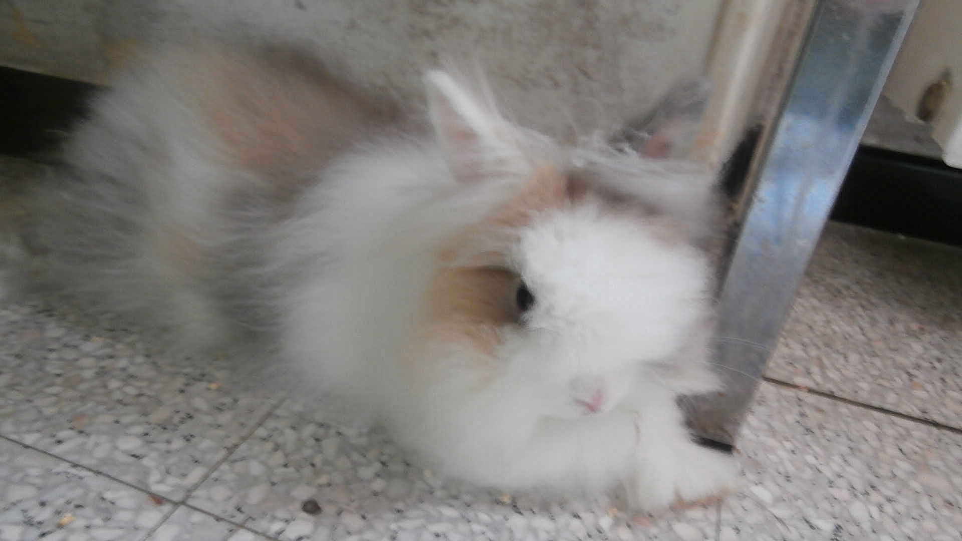 Nini