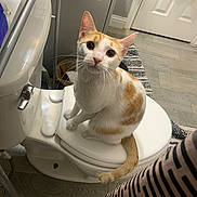 Adelaide joined the competition — help win amazing prizes! cat, orange_and_white_cat, pet, toilet, bathroom, bathroom_rug, tiles, toilet_paper, flooring, whiskers, ears, tail, curious, sitting, looking_up, indoor, porcelain, striped_pattern, door, small_space