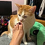 Adelaide is registered to the contest to win money with this photo: cat, orange_tabby, white_fur, pet, toe, foot, painted_toenails, whiskers, bedroom, blanket, plush_toy, closet, monitor, bottle, indoor, curious, sniffing, cozy, furniture, carpet