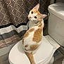 cat, orange_white_cat, toilet, toilet_seat, bathroom, shower_curtain, sitting, looking_back, whiskers, eyes, tail, porcelain, floor, shelf, toilet_tank, trash_bag, indoor, pet, curious, domestic_animal