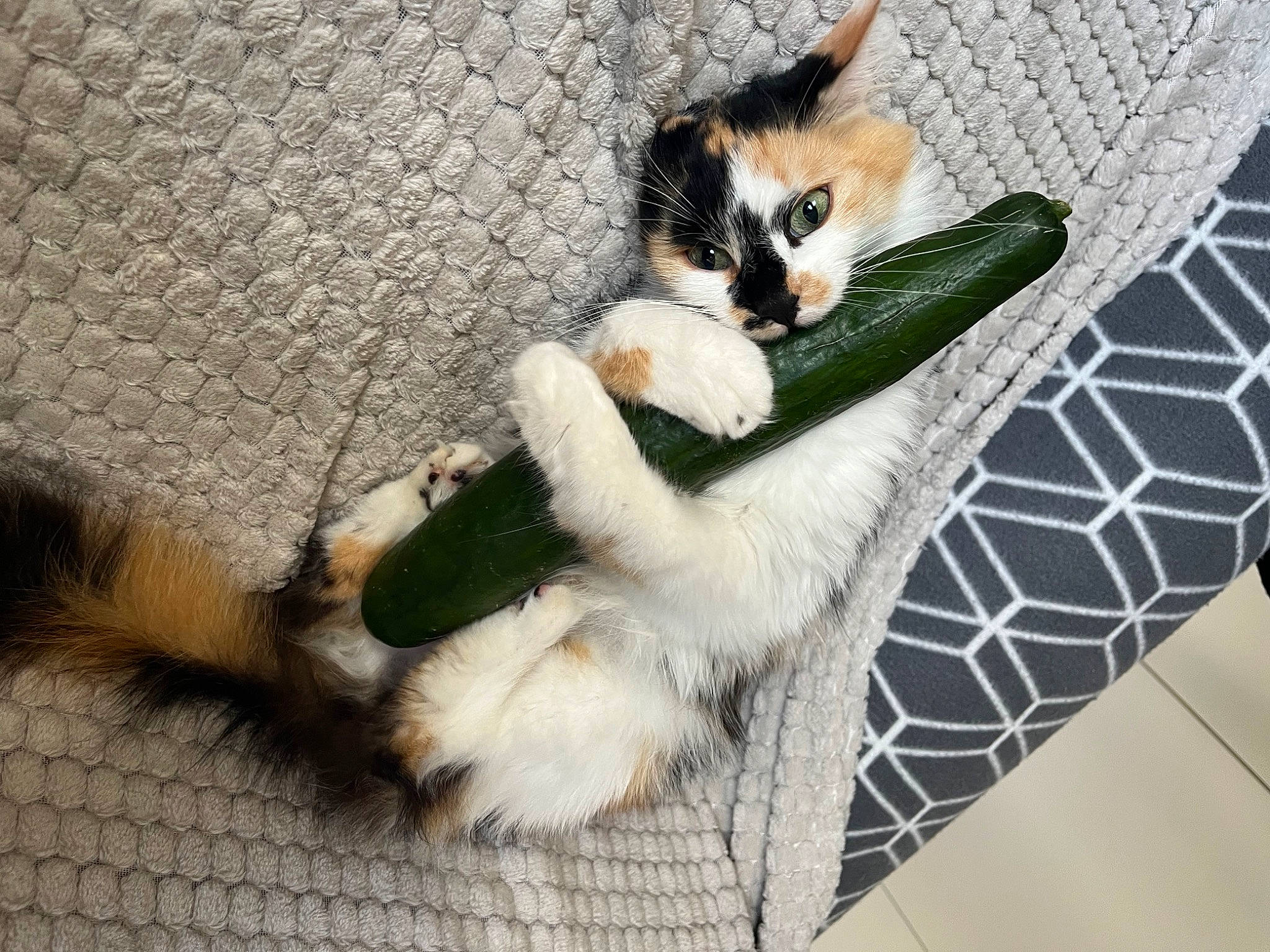 Poupi a rejoint le concours — aidez-le/la à gagner de superbes lots ! carnivore, cat, claw, comfort, companion_dog, domestic_short_haired_cat, fawn, felidae, foot, fur, human_leg, linens, pattern, paw, sitting, small_to_medium_sized_cats, snout, tail, whiskers, wood