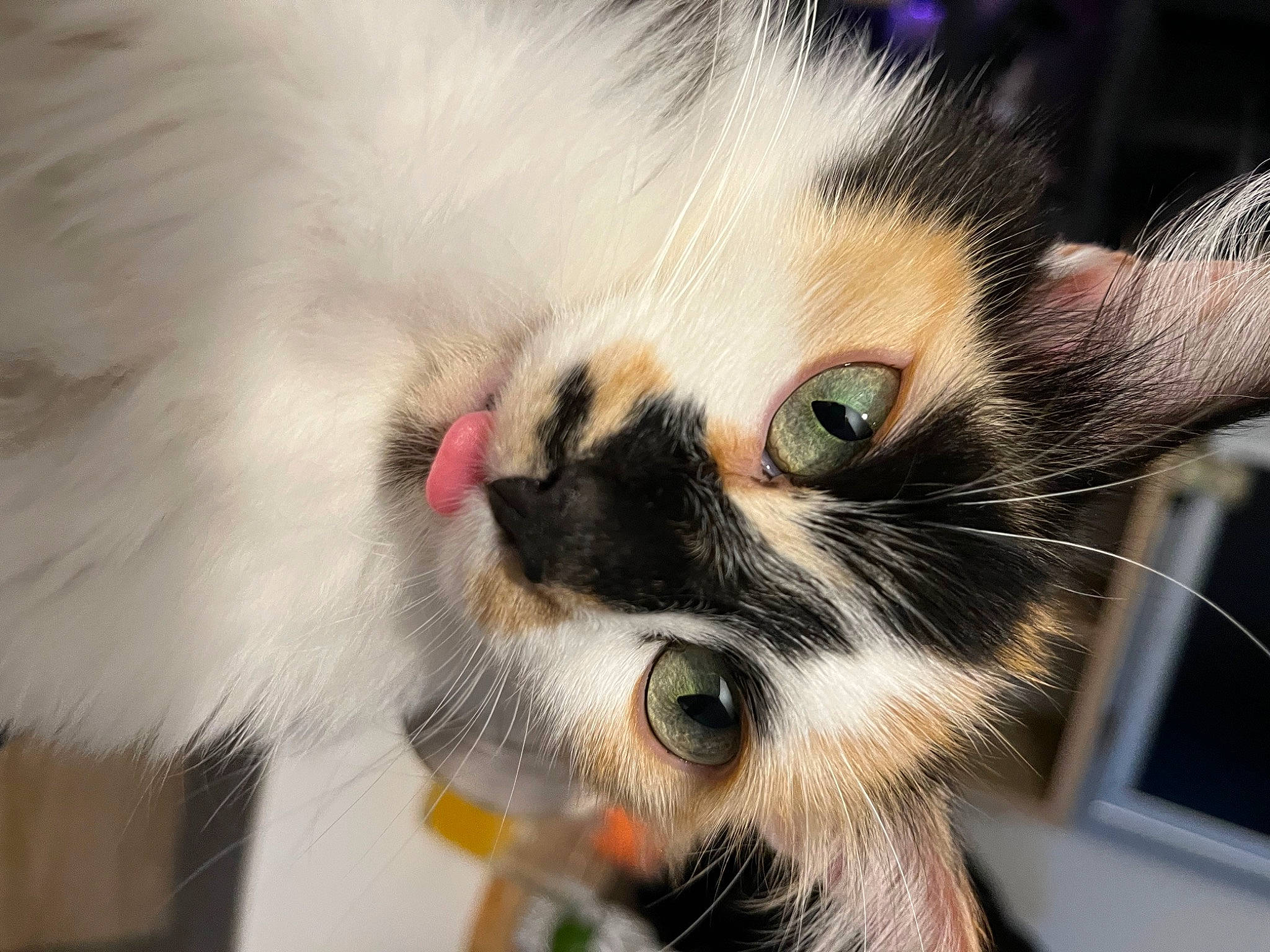 Poupi participe au concours pour gagner de l'argent avec cette photo : carnivore, cat, claw, domestic_short_haired_cat, eye, eyelash, fawn, felidae, fur, iris, paw, photo_caption, small_to_medium_sized_cats, snout, tail, whiskers, window