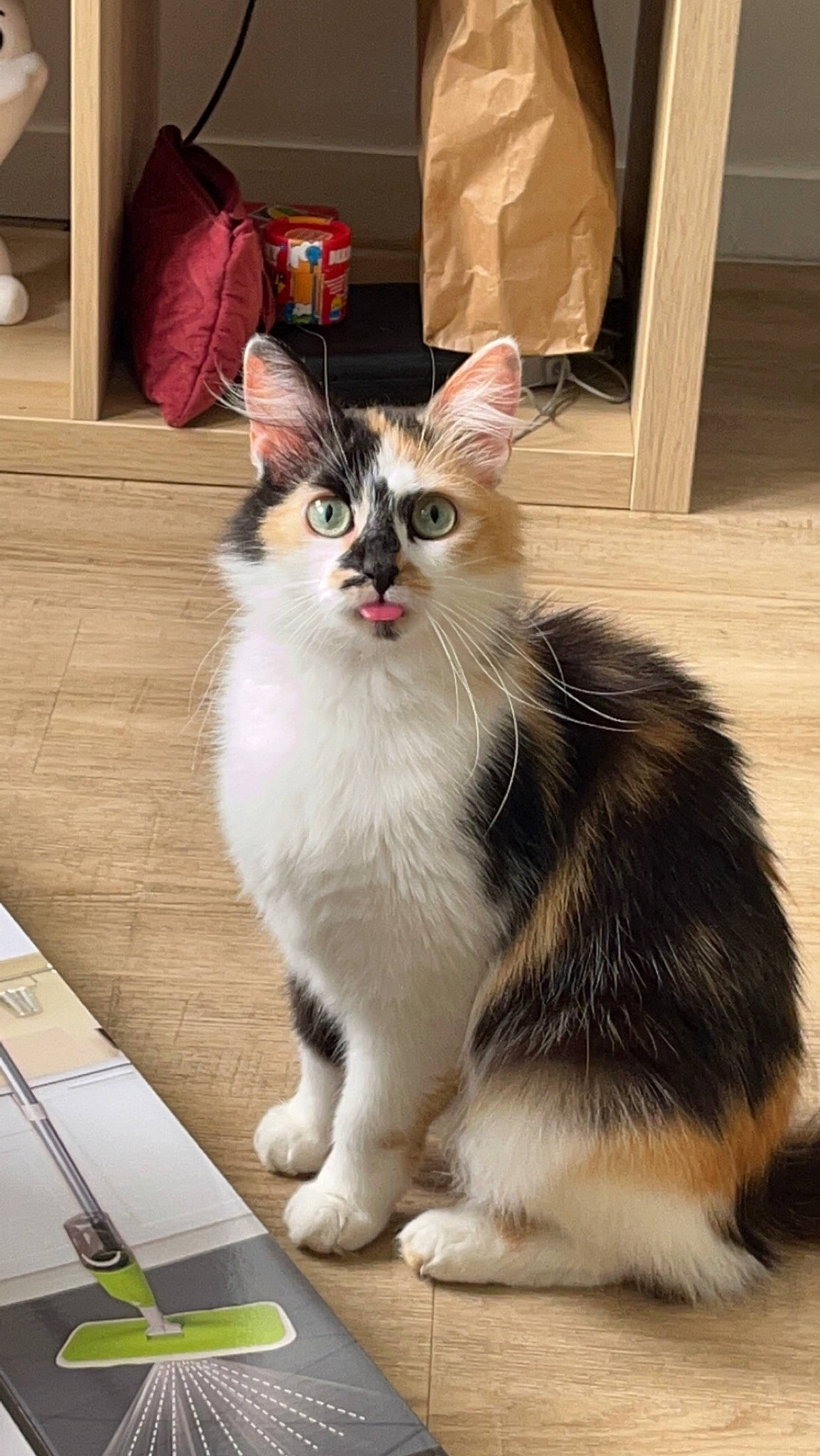 Poupi participe au concours pour gagner de l'argent avec cette photo : bag, box, carnivore, cat, claw, domestic_short_haired_cat, felidae, flooring, fur, hardwood, luggage_and_bags, paw, sitting, small_to_medium_sized_cats, snout, table, tail, whiskers, window, wood