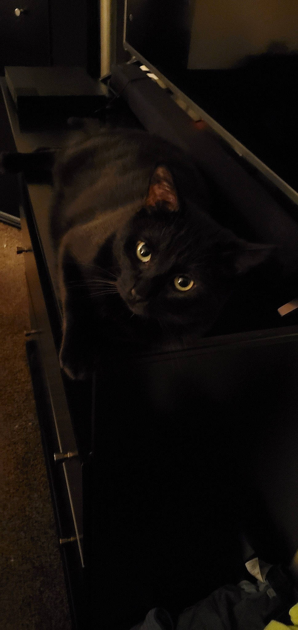 Lucky joined the competition — help win amazing prizes! black, black_cat, bombay, carnivore, cat, darkness, domestic_short_haired_cat, eye, felidae, small_to_medium_sized_cats, whiskers