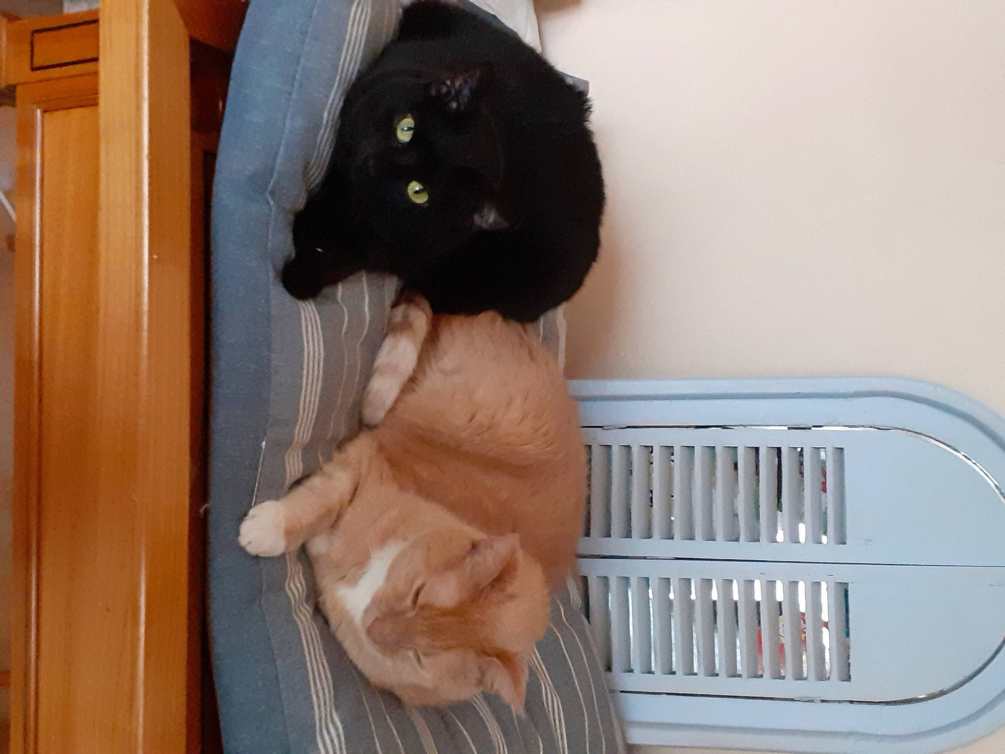 Kovu a rejoint le concours — aidez-le/la à gagner de superbes lots ! carnivore, cat, fawn, small_to_medium_sized_cats, sporting_group