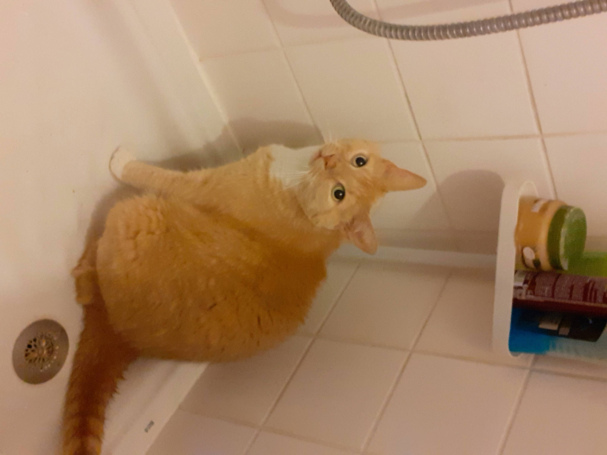 Kovu participe au concours pour gagner de l'argent avec cette photo : fawn, floor, gerbil, hamster, muridae, muroidea, rodent, room, tail