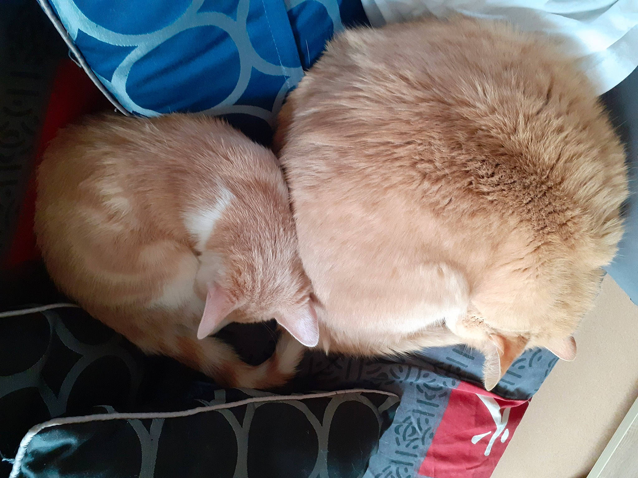 Kovu a rejoint le concours — aidez-le/la à gagner de superbes lots ! ear, fawn, snout