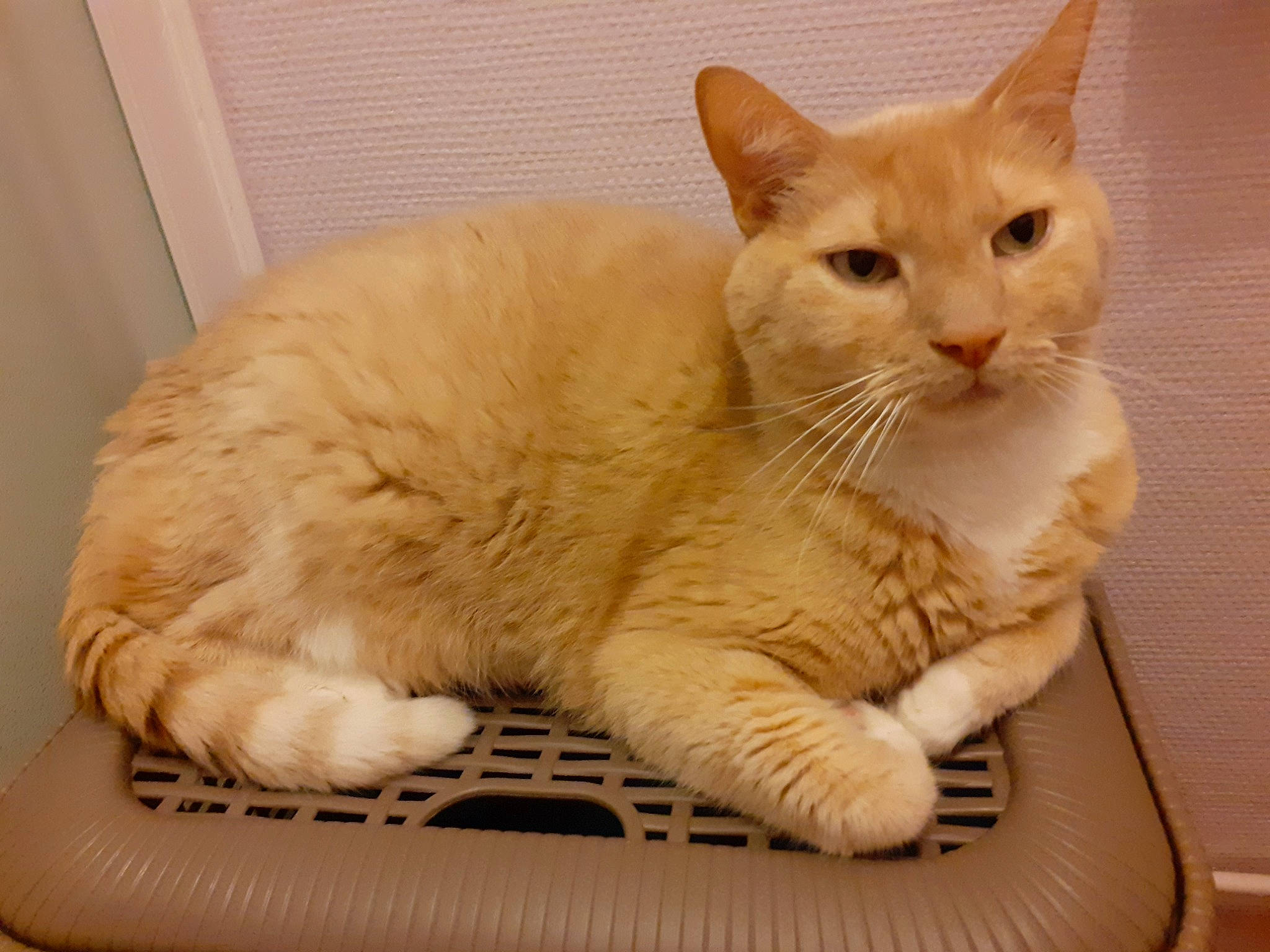 Kovu participe au concours pour gagner de l'argent avec cette photo : arabian_mau, asian, australian_mist, burmilla, carnivore, cat, domestic_short_haired_cat, european_shorthair, fawn, felidae, german_rex, javanese, mammal, paw, small_to_medium_sized_cats, vertebrate, whiskers