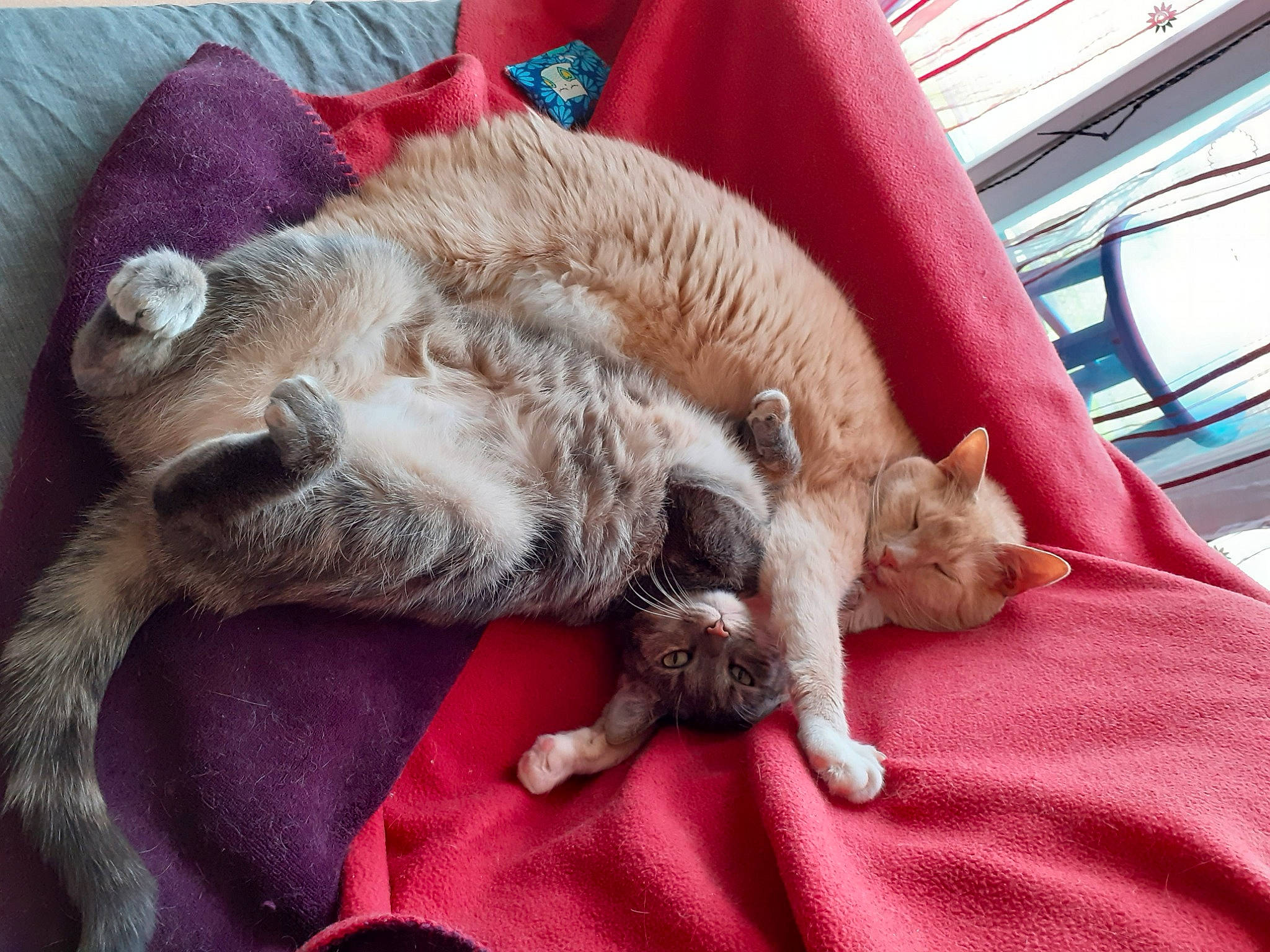 Kovu a rejoint le concours — aidez-le/la à gagner de superbes lots ! asian, carnivore, cat, claw, domestic_short_haired_cat, dragon_li, european_shorthair, fawn, felidae, german_rex, kitten, mammal, nap, paw, singapura, sleep, small_to_medium_sized_cats, snout, vertebrate, whiskers