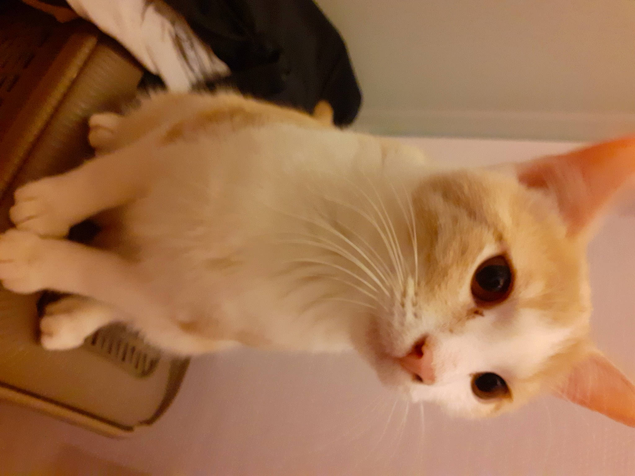 Kawaii a rejoint le concours — aidez-le/la à gagner de superbes lots ! beige, carnivore, cat, comfort, domestic_short_haired_cat, fawn, felidae, fur, khao_manee, mammal, small_to_medium_sized_cats, snout, vertebrate, whiskers