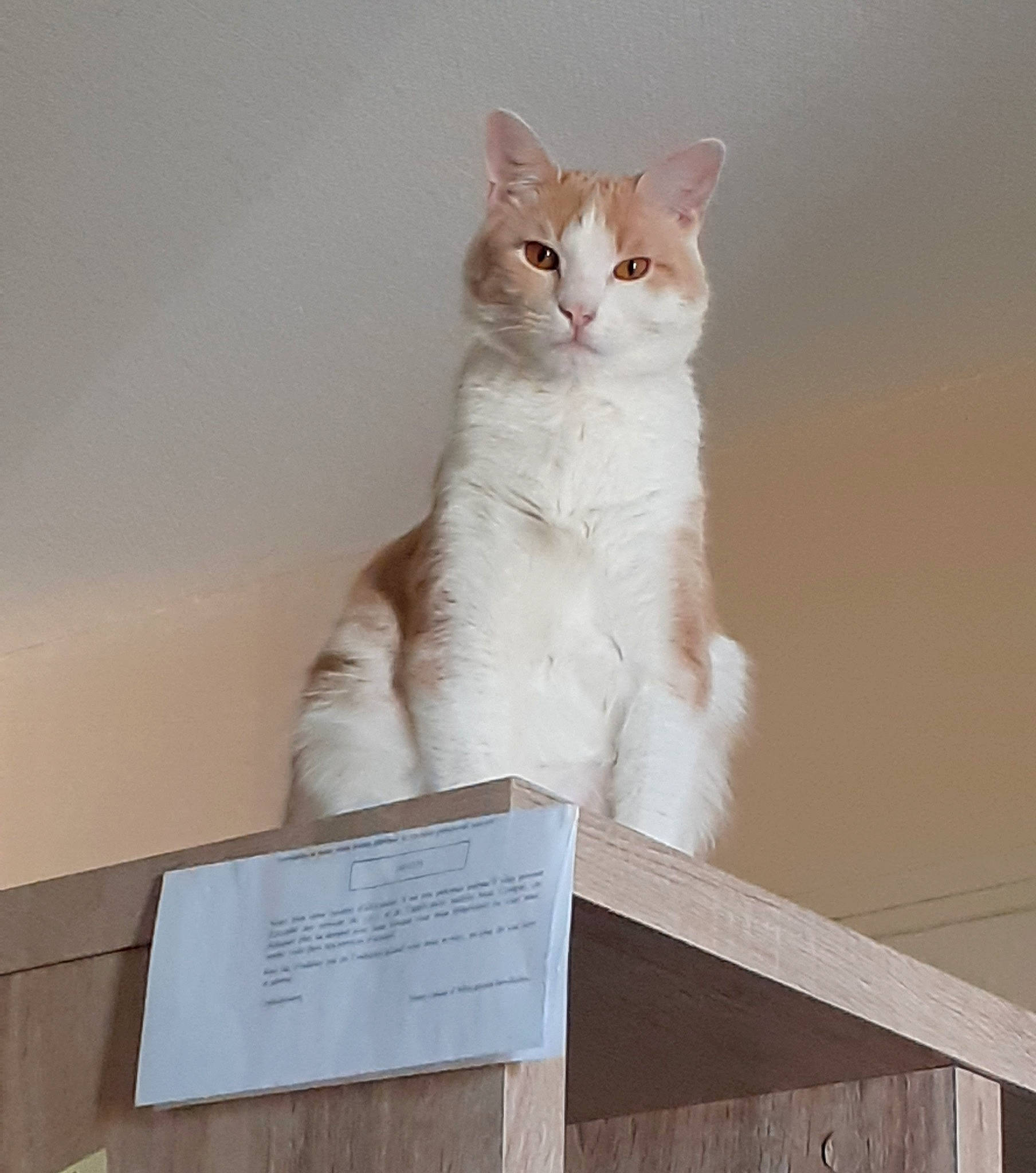 Kawaii a rejoint le concours — aidez-le/la à gagner de superbes lots ! art, carnivore, cat, domestic_short_haired_cat, eye, felidae, formal_wear, fur, paw, plaster, rectangle, sitting, small_to_medium_sized_cats, snout, tail, whiskers, window, wood