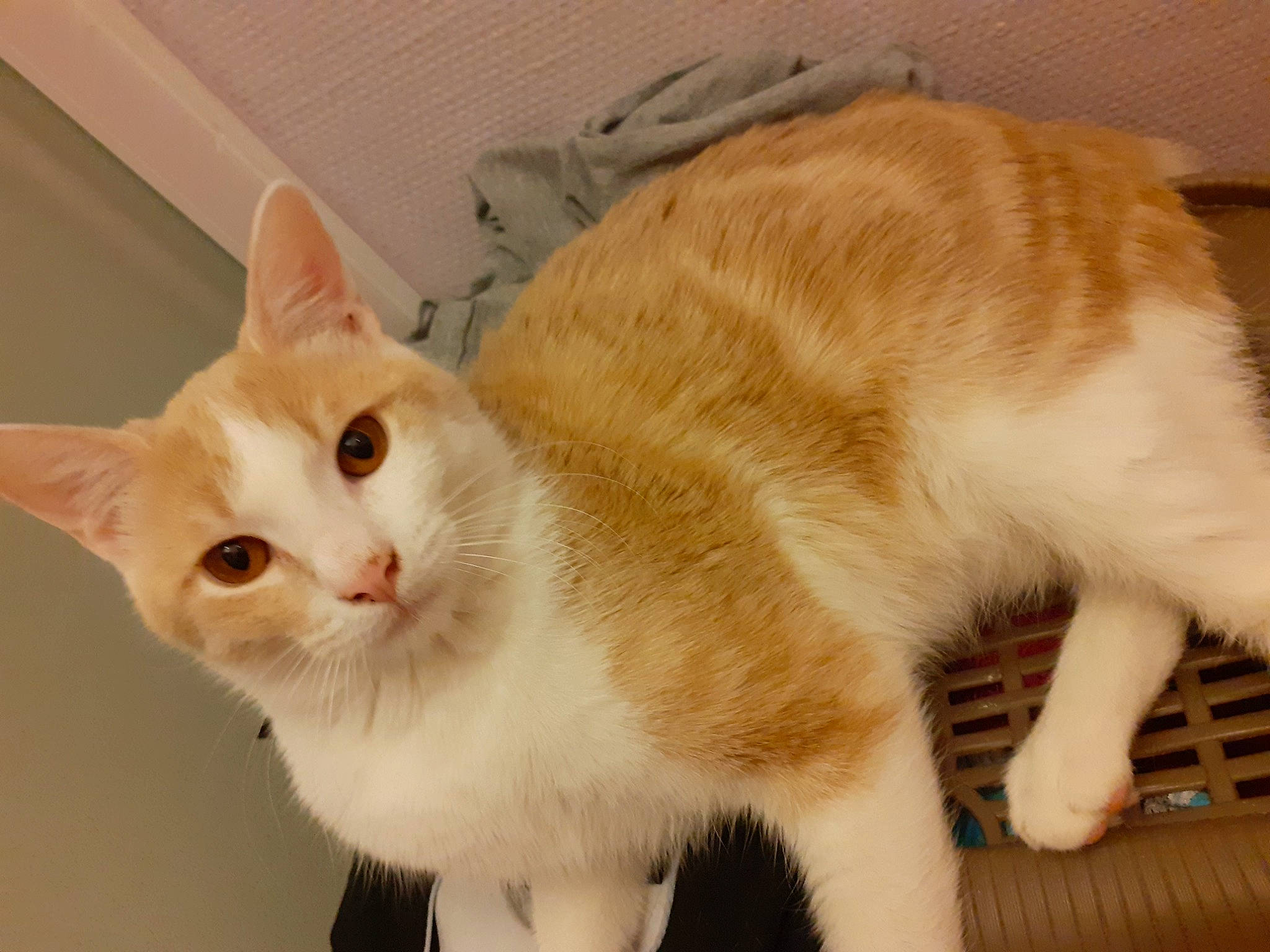 Kawaii a rejoint le concours — aidez-le/la à gagner de superbes lots ! carnivore, cat, cat_furniture, claw, collar, comfort, domestic_short_haired_cat, fawn, felidae, fur, paw, pet_supply, small_to_medium_sized_cats, snout, tail, whiskers, window, wood