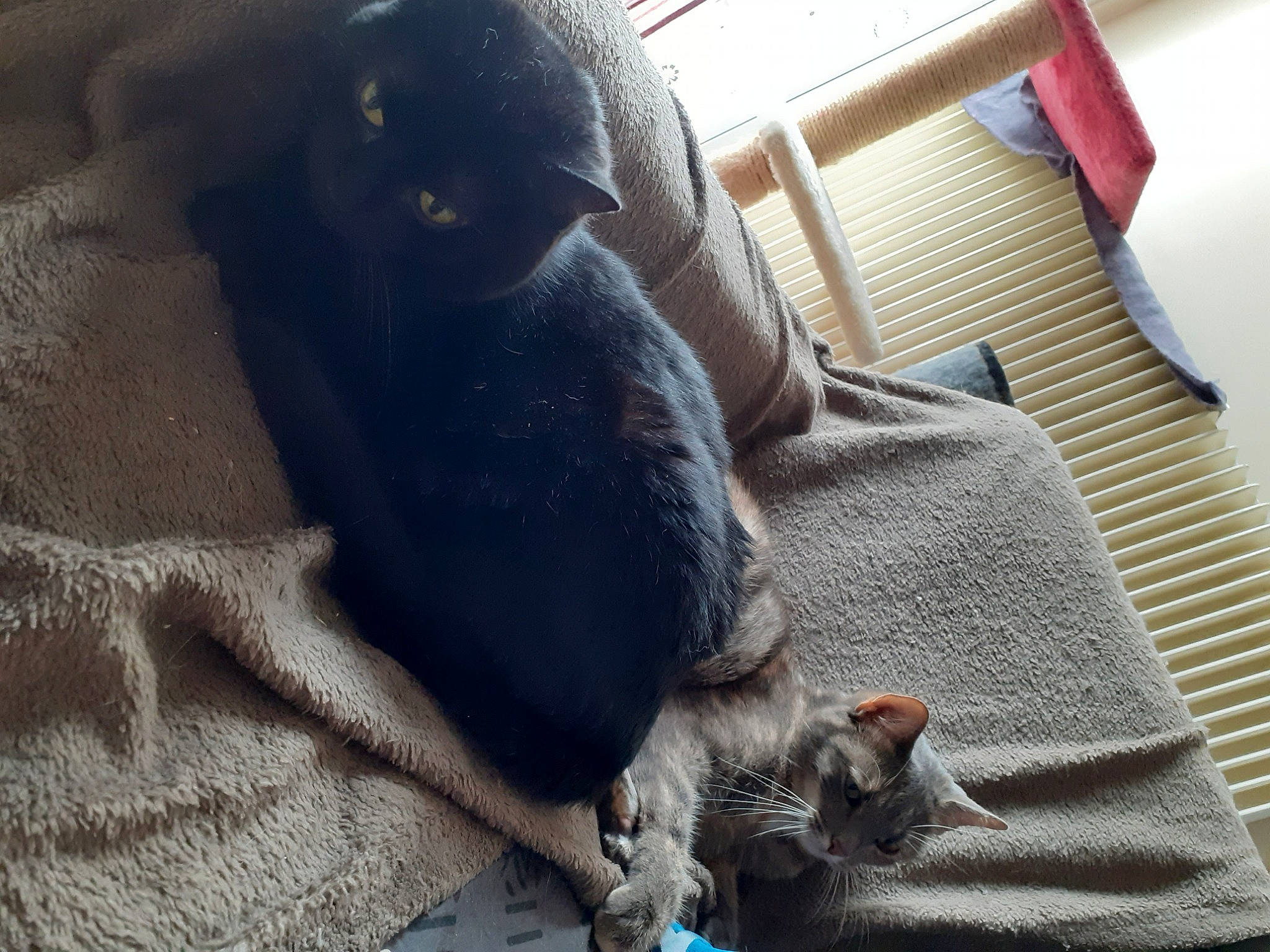 Kira a rejoint le concours — aidez-le/la à gagner de superbes lots ! black_cat, british_shorthair, carnivore, cat, chartreux, domestic_short_haired_cat, felidae, korat, nap, russian_blue, small_to_medium_sized_cats, snout, whiskers