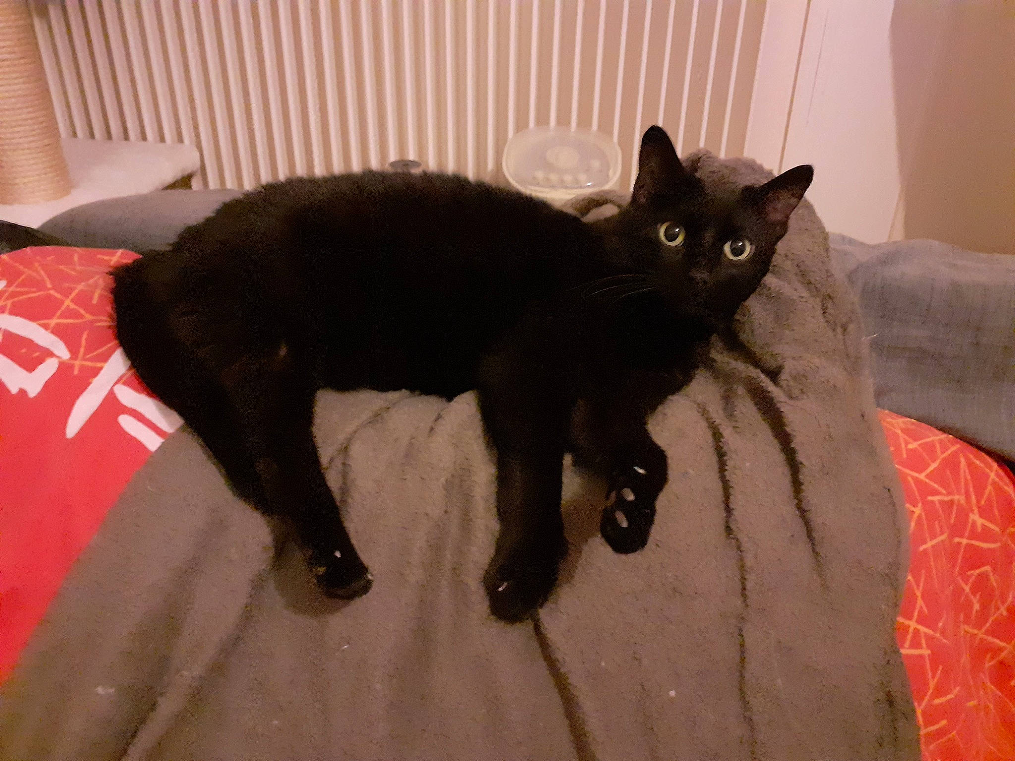 Kira participe au concours pour gagner de l'argent avec cette photo : asian, black_cat, bombay, burmese, carnivore, cat, domestic_short_haired_cat, felidae, havana_brown, korat, mammal, small_to_medium_sized_cats, tail, vertebrate, whiskers