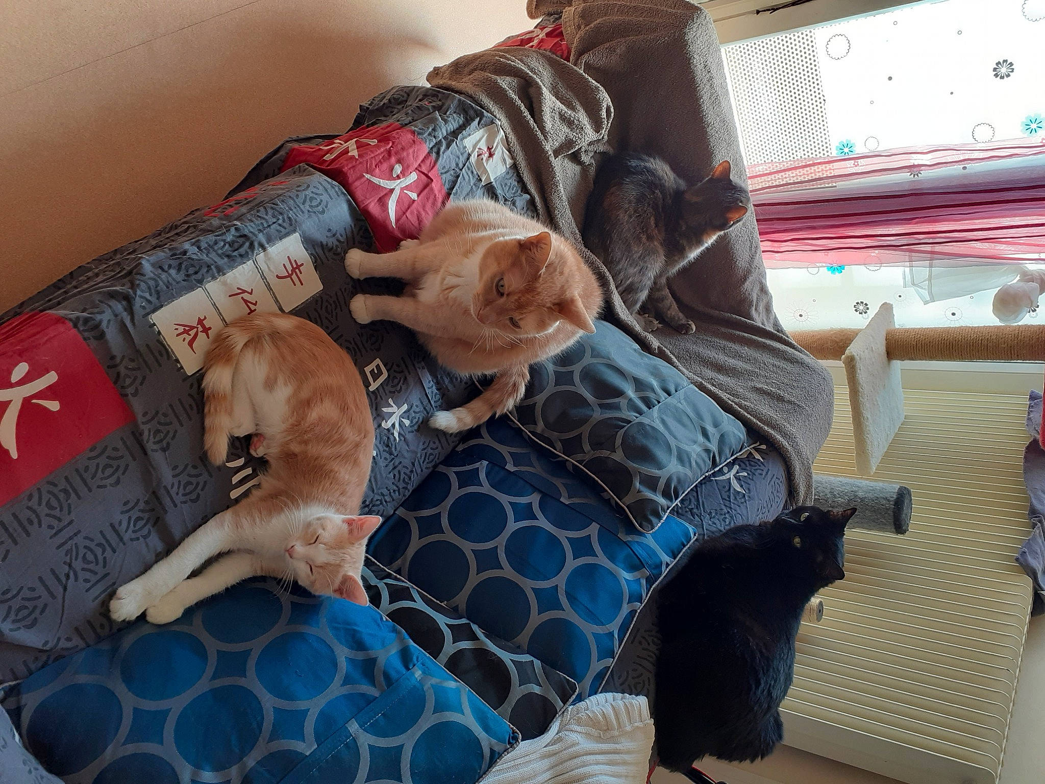 Kira participe au concours pour gagner de l'argent avec cette photo : canidae, carnivore, cat, comfort, companion_dog, dog, fawn, felidae, nap, puppy, sleep, sporting_group, weimaraner