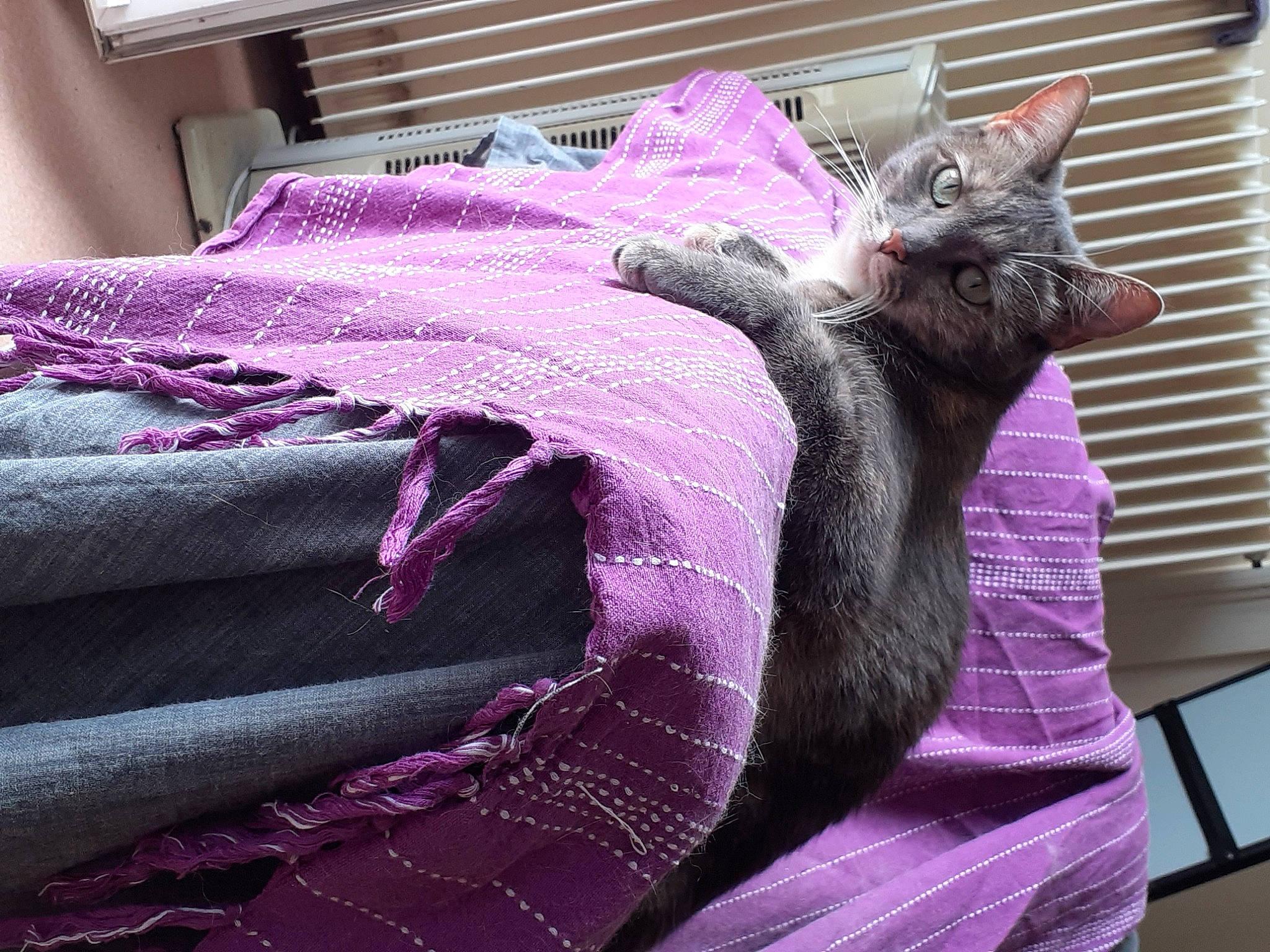 Kenya participe au concours pour gagner de l'argent avec cette photo : bed_sheet, bedding, blanket, carnivore, cat, duvet, felidae, fur, korat, lilac, linens, magenta, pink, purple, russian_blue, small_to_medium_sized_cats, tail, textile, violet, whiskers