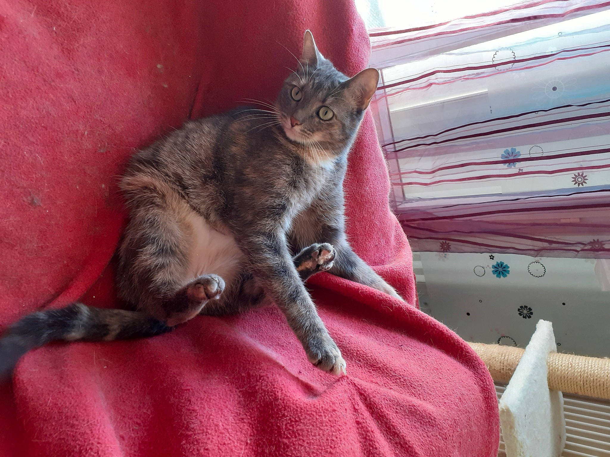 Kenya participe au concours pour gagner de l'argent avec cette photo : asian, carnivore, cat, claw, domestic_short_haired_cat, dragon_li, european_shorthair, felidae, german_rex, kitten, mammal, small_to_medium_sized_cats, tabby_cat, tail, vertebrate, whiskers